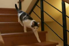 Kocour značkoval všechno a všude. Bránil svoje majitele, zjistila kočičí psycholožka