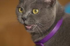 Zvířecí psychologové v akci. Poradili si s depresivní kočkou i psychicky labilní psí fenkou