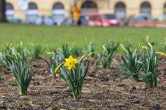 Praha, jaro, první květy, 17. března 2017
