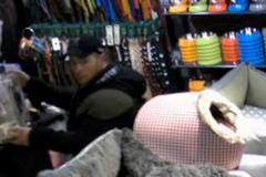 Zloději okradli pejsky, vzali kasičku s penězi pro útulek. Jeden odlákal prodavačku, druhý kradl