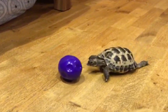 Želva si hraje s míčkem jako pes