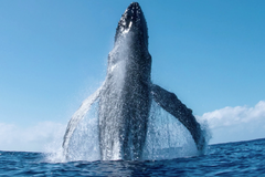 Ohromující zážitek. Velký keporkak dováděl kolem potápěče s kamerou