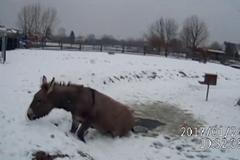 Oslík se topil v zamrzlém jezírku, pak se lekl strážníka a vyskočil ven