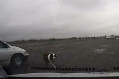 Agresivní pes pokousal své majitele. Ti se před zvířetem zamkli v autě a zavolali pomoc