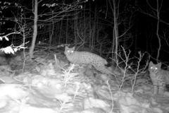 Fotopast zachytila rysy na Šumavě. Rysí rodince se daří dobře