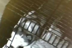 Husky jako slavný iluzionista Houdini. Unikl z klece a osvobodil další dva psy