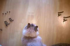 Kočičí výkaly po celém bytě? Zvíře se nudí. S domácím mazlíčkem si musíte hrát