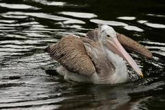 Pelikán skvrnozubý