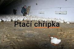 grafika - ptačí chřipka