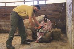 V Zoo Dvůr Králové nad Labem začali kvůli pytlákům řezat nosorožcům rohy