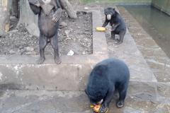 Vyhladovělí medvědi v indonéské zoo. Aktivisté upozornili na trápení zvířat