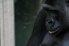 Zvířata v zoo - gorila
