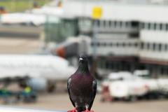 Letadlo - letiště - pták - holub