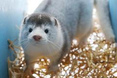 ČTK_článek_zvíře_kožešiny