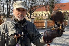 Hradní sokolník Ladislav Hokr chrání Pražský hrad již šest let