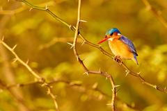 Michal Krause: snímky divoké přírody