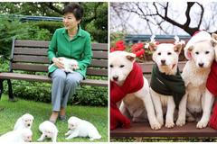 Pak Kun-hje - psi jindo