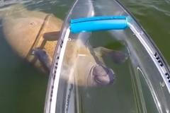 Kapustňáka zaujala průhledná kánoe. Začal si s ní hrát a honit ji