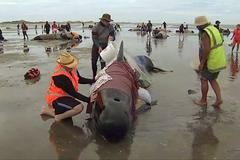 Stovky velryb uvázly na novozélandské pláži. Dobrovolníci se je snaží zachránit