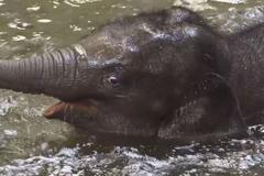 Z pražských slůňat jsou potápěči. Sloni si užívají vyhřívaný bazén