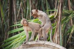 Makakové - sex - opice