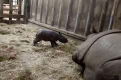 V plzeňské zoo se narodil nosorožec indický