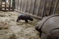 V plzeňské zoo se narodil nosorožec indický