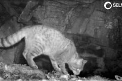 Fotopasti na Šumavě poprvé natočily vzácnou kočku divokou