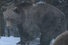 Medvědi mají své sanatorium. Nezneužíváme je, brání se cirkusy