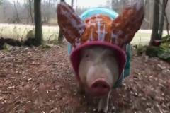 Ester prodávali jako "mikroprase". Teď váží jako lední medvěd