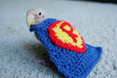 Lidé posílají nemocnému papouškovi pletené svetry