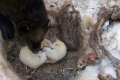 Roztomilá mláďata rosomáků. Tajný porod překvapil ošetřovatele v brněnské zoo