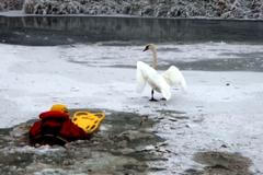 Hasič zachraňuje labuť.