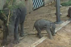 Vánoce jsou definitivně pryč. Sloni v Troji zlikvidovali stromečky