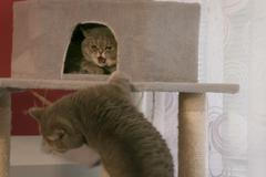 Z kočičích rváčů kamarádi. Na zvládnutí zvířecích bojů musí mít majitelé trpělivost