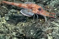 Vědci natočili unikátní druh štítníka, umí chodit po dně