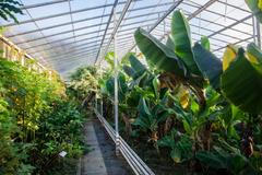Banánový skleník na Islandu