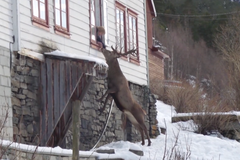 Jelen navštěvuje stařenku dvakrát denně. Ta ho za odměnu krmí chlebem