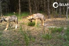 Vlci na Kokořínsku
