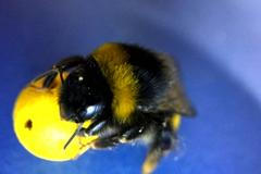 Čmeláci umějí dávat góly. Podle vědců jsou schopní se učit novému chování