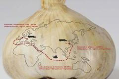 Cesta česneku z Číny do českého obchodu