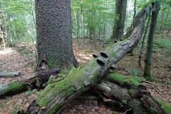 Na šumavě v pralese