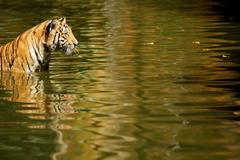 Zvířata v zoo - tygr