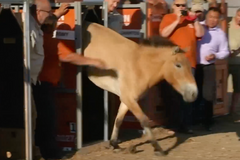 Pražská zoo přepravila do Mongolska koně Převalského