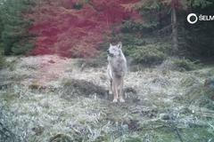 Další důkaz návratu vlka do Česka. Fotopast v Krušných horách ho zachytila, jak větří