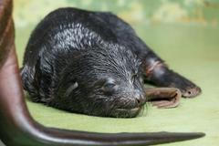 Radost v pražské zoo. Čerstvě narozené lachtaní mládě se má čile k světu