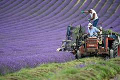 Levandulová farma v Západním Sussexu