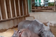 Nosorožčí mládě z Plzně poprvé v bazénku