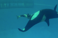 V mořském parku natočili porod kosatky