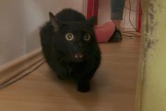 Ustrašený kocour se schovával v gauči. Utíkal i před kočičí psycholožkou